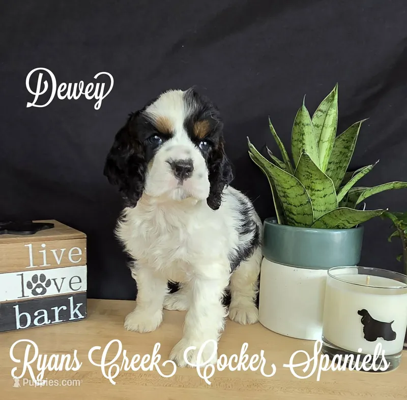 Dewey – Cocker Spaniel puppy for sale in Williamsburg, KY