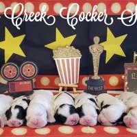 Expecting, a  Cocker Spaniel for sale in Williamsburg, KY – Photo 1 of 2