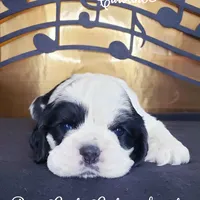 Expecting, a  Cocker Spaniel for sale in Williamsburg, KY – Photo 2 of 2