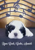 Expecting, a  Cocker Spaniel for sale in Williamsburg, KY – Photo 2 of 2