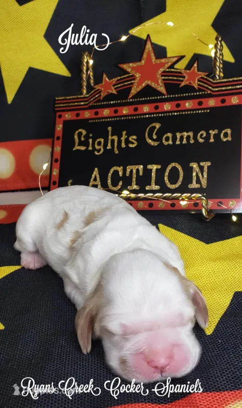 Julia, a female Cocker Spaniel for sale in Williamsburg, KY – Photo 1 of 2