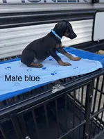 Blue, a male Doberman Pinscher for sale in Fayetteville, GA – Photo 5 of 8