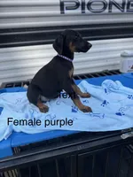 Blue, a male Doberman Pinscher for sale in Fayetteville, GA – Photo 7 of 8