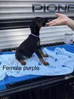 Blue, a male Doberman Pinscher for sale in Fayetteville, GA – Photo 6 of 8