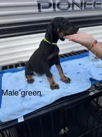 Blue, a male Doberman Pinscher for sale in Fayetteville, GA – Photo 4 of 8