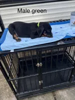 Blue, a male Doberman Pinscher for sale in Fayetteville, GA – Photo 3 of 8