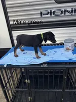 Blue, a male Doberman Pinscher for sale in Fayetteville, GA – Photo 8 of 8