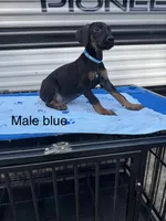 Blue, a male Doberman Pinscher for sale in Fayetteville, GA – Photo 1 of 8