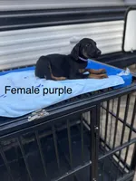 Blue, a male Doberman Pinscher for sale in Fayetteville, GA – Photo 2 of 8