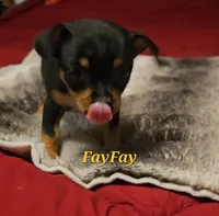 FayFay, a female Chihuahua for sale in Conroe, TX – 4 of 6