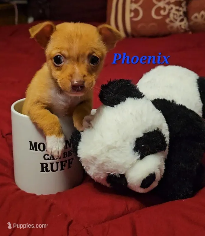 Phoenix – Chihuahua puppy for sale in Conroe, TX