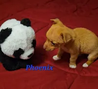 Phoenix, a male Chihuahua for sale in Conroe, TX – Photo 3 of 8