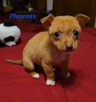 Phoenix, a male Chihuahua for sale in Conroe, TX – Photo 4 of 8