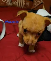 Phoenix, a male Chihuahua for sale in Conroe, TX – Photo 2 of 8