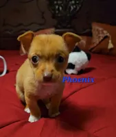 Phoenix, a male Chihuahua for sale in Conroe, TX – Photo 5 of 8