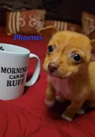 Phoenix, a male Chihuahua for sale in Conroe, TX – Photo 6 of 8
