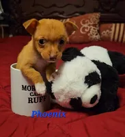 Phoenix, a male Chihuahua for sale in Conroe, TX – Photo 8 of 8