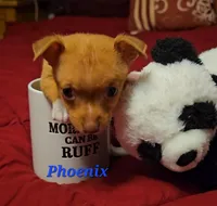 Phoenix, a male Chihuahua for sale in Conroe, TX – Photo 7 of 8