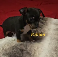 Fabian, a male Chihuahua for sale in Conroe, TX – 6 of 6