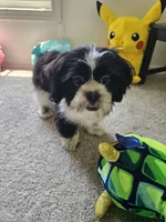 "New Pictures" Jedi, a male Shih Tzu for sale in Conroe, TX – 6 of 6