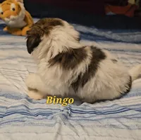 Bingo, a male Shih Tzu for sale in Conroe, TX – 8 of 9