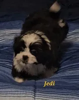 Jedi, a male Shih Tzu for sale in Conroe, TX – 8 of 8