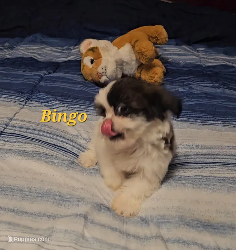 Bingo – Shih Tzu puppy for sale in Conroe, TX
