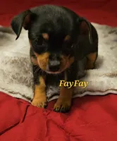 FayFay, a female Chihuahua for sale in Conroe, TX – 3 of 6