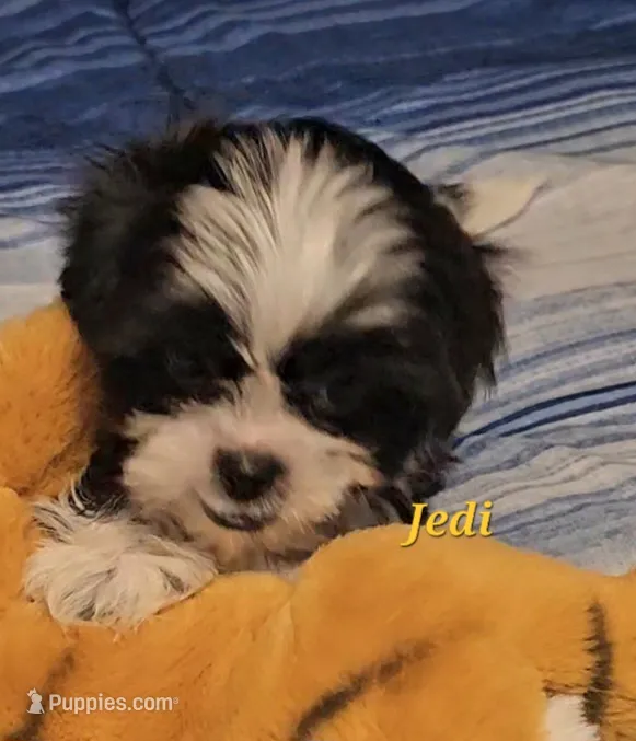 Jedi – Shih Tzu puppy for sale in Conroe, TX