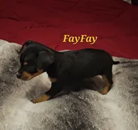 FayFay, a female Chihuahua for sale in Conroe, TX – 2 of 6