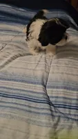 Luke, a male Shih Tzu for sale in Conroe, TX – 6 of 7