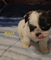 Bingo, a male Shih Tzu for sale in Conroe, TX – Photo 3 of 8