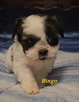 Bingo, a male Shih Tzu for sale in Conroe, TX – Photo 4 of 8