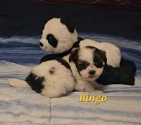 Bingo, a male Shih Tzu for sale in Conroe, TX – Photo 8 of 8