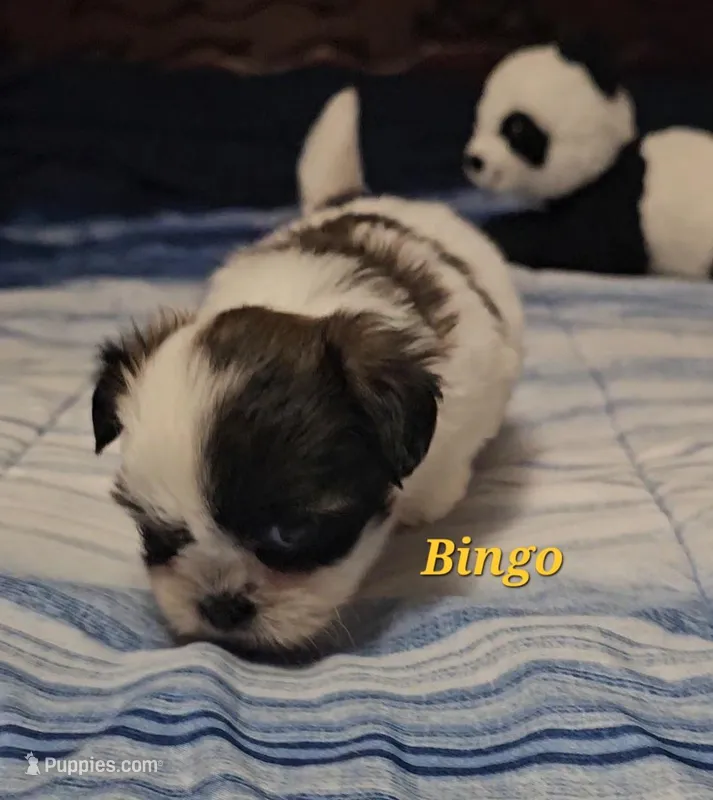 Bingo – Shih Tzu puppy for sale in Conroe, TX