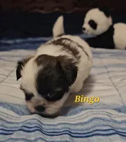 Bingo, a male Shih Tzu for sale in Conroe, TX – Photo 1 of 8