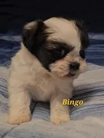 Bingo, a male Shih Tzu for sale in Conroe, TX – Photo 6 of 8