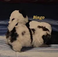 Bingo, a male Shih Tzu for sale in Conroe, TX – Photo 5 of 8