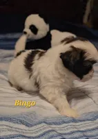 Bingo, a male Shih Tzu for sale in Conroe, TX – Photo 2 of 8