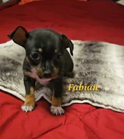 Fabian, a male Chihuahua for sale in Conroe, TX – 3 of 6