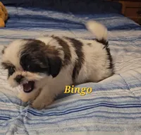 Bingo, a male Shih Tzu for sale in Conroe, TX – 6 of 9