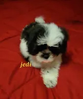 Jedi, a male Shih Tzu for sale in Conroe, TX – 2 of 3