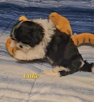 Luke, a male Shih Tzu for sale in Conroe, TX – 5 of 7