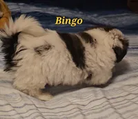 Bingo, a male Shih Tzu for sale in Conroe, TX – 3 of 5