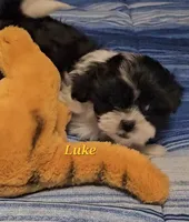 Luke, a male Shih Tzu for sale in Conroe, TX – 2 of 7