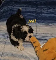 Jedi, a male Shih Tzu for sale in Conroe, TX – 4 of 8