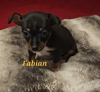 Fabian, a male Chihuahua for sale in Conroe, TX – 5 of 6