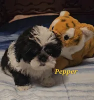 Pepper, a male Shih Tzu for sale in Conroe, TX – 5 of 8