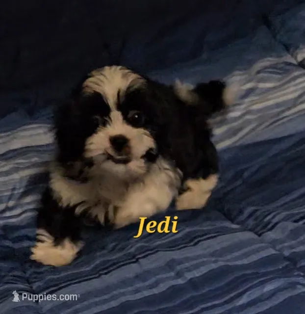 Jedi – Shih Tzu puppy for sale in Conroe, TX
