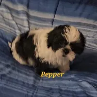 Pepper, a male Shih Tzu for sale in Conroe, TX – 4 of 8